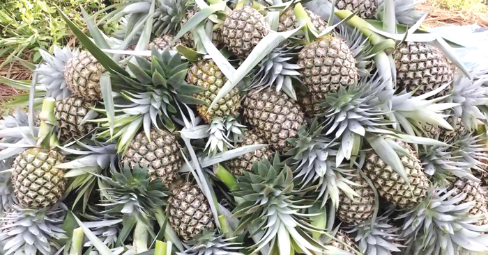 ចម្ការ​ម្នាស់​ទឹកឃ្មុំ​ កំពុង​ជួយ​ជំរុញ​ទីផ្សារ​ភេសជ្ជៈ​ទឹក​ផ្លែឈើ​របស់​សិប្បកម្ម​ក្នុង​ស្រុក​