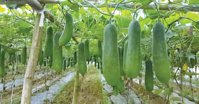 ត្រឡាច​ជា​ដំណាំ​ងាយ​ដាំ បាន​ផល​ច្រើន និង​មាន​តម្រូវការ​ខ្ពស់រាល់ថ្ងៃ