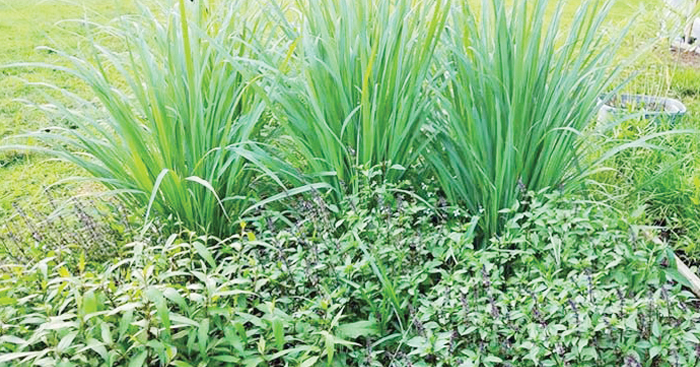 បណ្ដុំ​កសិករ​ស្រុក​រលាប្អៀរ​ ងាក​មក​ដាំ​បន្លែ​គ្រប់មុខ​បង្កើន​ចំណូល​គ្រួសារ​