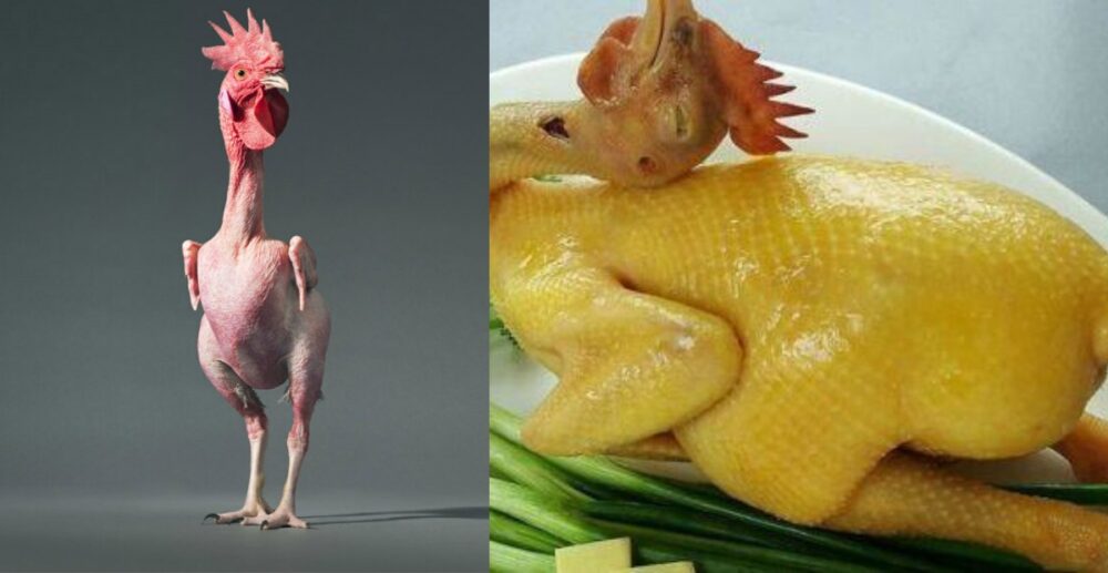 វិធីជ្រើសរើសមាន់ល្អ និងវិធីបោចរោមមាន់ឱ្យបានលឿន ងាយស្រួល និងមិនធុំក្លិនឆ្អាប