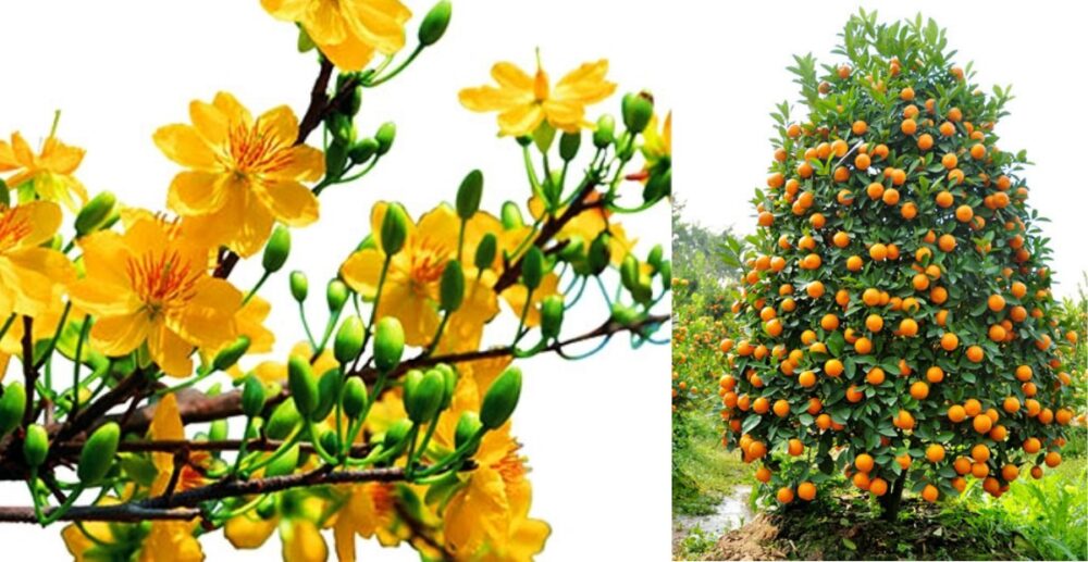 វិធីជ្រើសរើសផ្កាអង្គាសីល ក្រូចឃ្វីច និងស្បៃរឿងឱ្យត្រូវតាមក្បួនហុងស៊ុយ