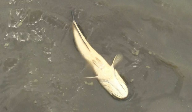 ហេតុ​អី​បាន​ត្រី​ងាប់​ត្រូវ​អណ្តែត​ផ្ងារពោះ?