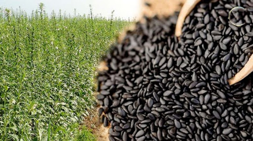 ដឹងអត់ ទទួលទានល្ងខ្មៅរាល់ថ្ងៃមានអត្ថប្រយោជន៍អ្វីខ្លះ?