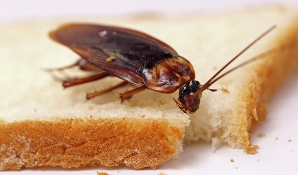 ផ្ទះបាយ នឹងលែងមាន​សត្វ​កន្លាត​ ដោយគ្រាន់តែអនុវត្តតាមវិធីនេះ