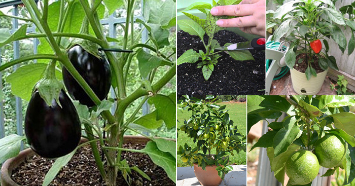 ចម្ការបន្លែគ្រួសារជុំវិញផ្ទះ