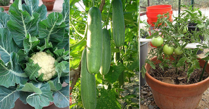 ចម្ការបន្លែគ្រួសារជុំវិញផ្ទះ (តពីលេខមុន)