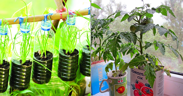 ចម្ការបន្លែគ្រួសារជុំវិញផ្ទះ (តពីលេខមុន)