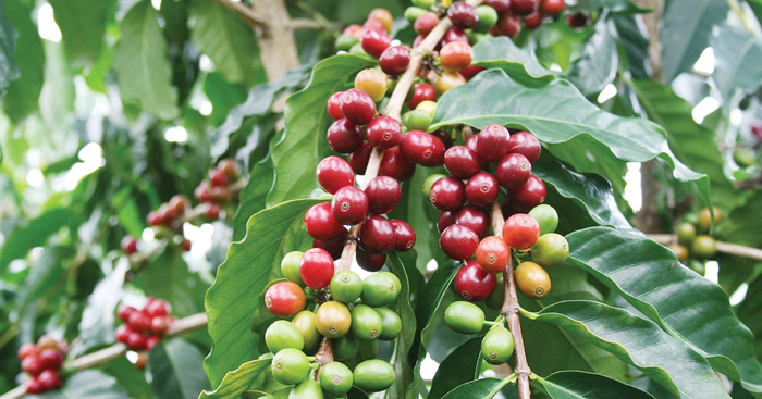 ការ​ដាំដុះ​សម្រាប់​ការនាំចេញ​កាហ្វេ​កម្ពុជា​ នឹង​កាន់តែ​មាន​សក្ដានុពល​ ក្រោយ​ក្រុមហ៊ុន​ CP​ ប្រកាស​វិនិយោគ​