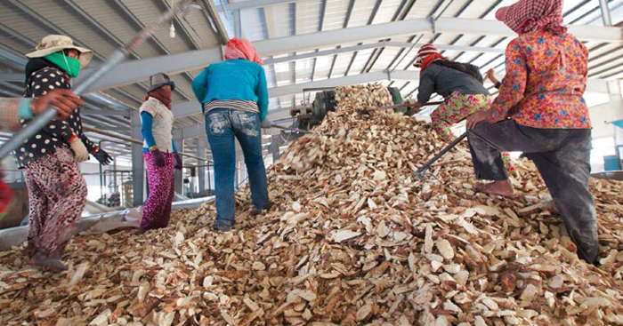 ទីផ្សារ​ដំឡូងមី​ឆ្នាំទៅ​ ហាក់​ផ្តល់​ក្តី​សង្ឃឹម​ច្រើន​ដល់​កសិករ​