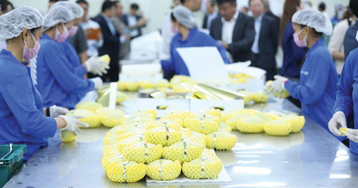 ផលិតផល​ផ្លែស្វាយ​កម្ពុជា​កំពុង​មាន​កំណើន​ល្អ​ក្នុង​ការនាំចេញ​ទៅបរទេស​