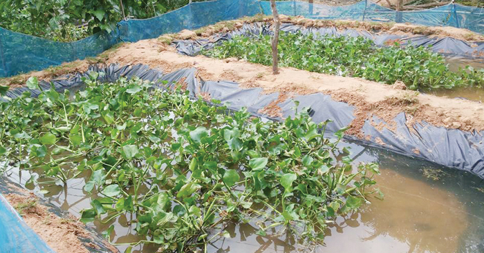 មុខរបរ​ចិញ្ចឹម​ត្រី ជួយ​ជីវភាព​កសិករ​ឱ្យ​ប្រសើរ​ជាង​មុន ព្រោះ​មាន​តម្រូវការ​ទីផ្សា​រច្រើន