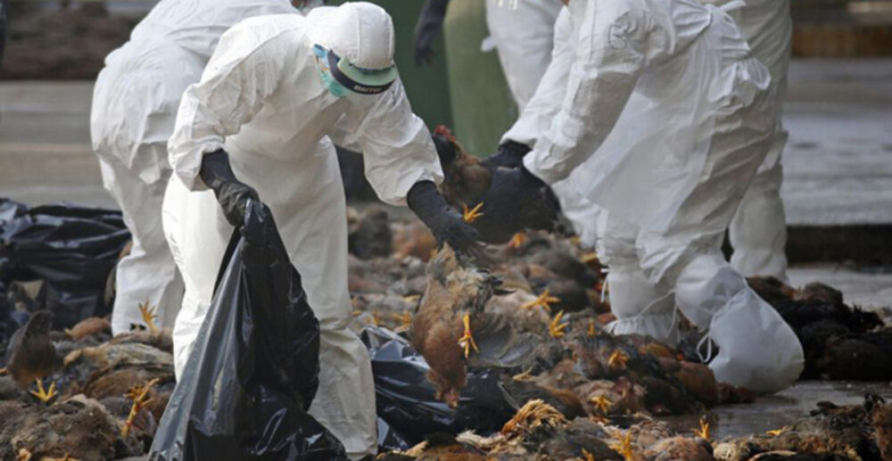 អាសន្នរោគ Corona មិនទាន់ចប់ផង ចិនត្រូវទទួលផ្ដាសាយបក្សី H5N1 មួយជាន់ទៀត!