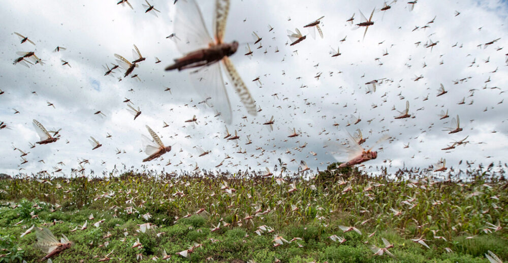 “ប៉ាធីងហ្គា” ភយន្តរាយលំដាប់លេខ2 បន្ទាប់ពីវីរុសកូរ៉ូណា…