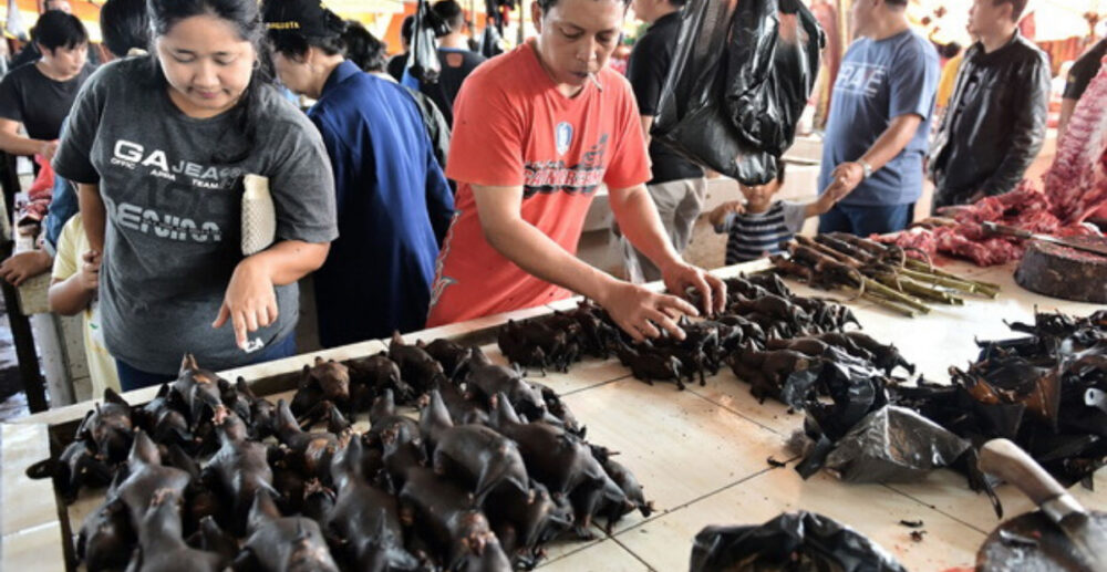 គួរឱ្យខ្លាច!! ជនជាតិឥណ្ឌូនេស៊ី នៅតែនិយមហូបសាច់សត្វប្រចៀវ មិនខ្វល់ពីលទ្ធផលស្រាវជ្រាវដែលថា សត្វប្រចៀវជាដើមកំណើតនៃវីរុសកូរ៉ូណា…