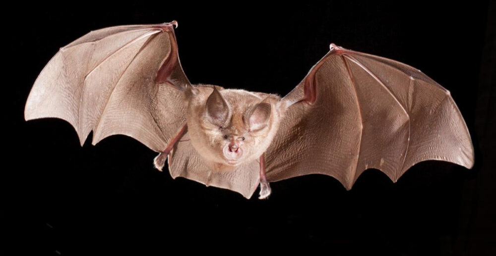 រកឃើញមេរោគកូរ៉ូណាជាង 500ប្រភេទ នៅលើសត្វប្រចៀវ ក្នុងប្រទេសចិន