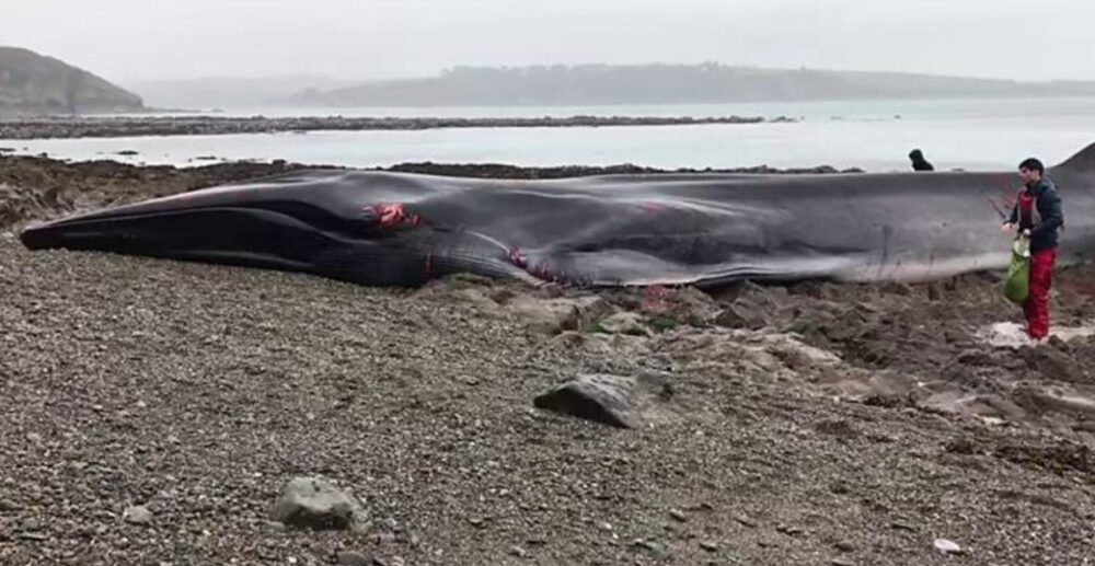 ត្រី​បាឡែន​យក្ស ប្រវែង​19ម៉ែត្រ ជាប់​គាំង​លើ​វាល​ថ្ម​ក្បែរ​សមុទ្រ​ (មានវីដេអូ)