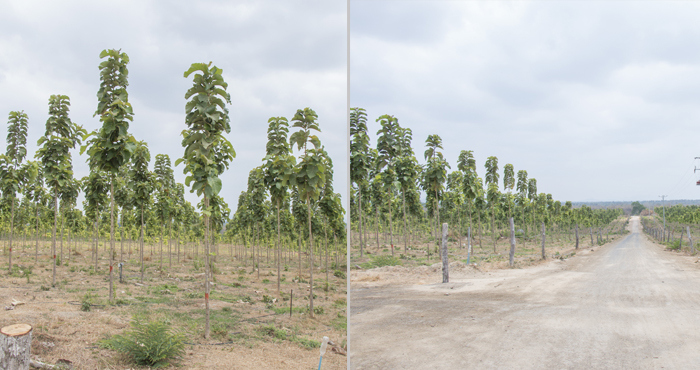 ក្រុមហ៊ុន CPL-Teak Farm ជំរុញកម្ពុជាឱ្យក្លាយជាប្រទេសកសិកម្មទំនើប