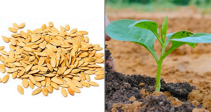 ចម្ការបន្លែគ្រួសារជុំវិញផ្ទះ (តពីលេខមុន)