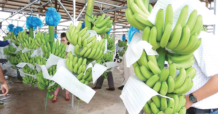 ក្រសួងកសិកម្ម ជំ​រុញឱ្យ​បង្កើន​ការអនុវត្ត​កសិកម្ម​ល្អ និង​ស្តង់ដា​កសិកម្មសរីរាង្គ