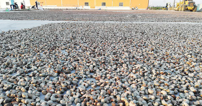 ក្រសួង​ជំរុញ​អនុវត្ត​គោលនយោបាយ​ថ្មី សម្រាប់​ផលិតកម្ម​នាំចេញ​គ្រាប់ស្វាយចន្ទី