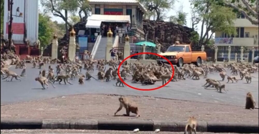 មហាសង្គ្រាម! ស្វារាប់រយ​ក្បាល​លើក​ទ័ពមកប្រយុទ្ធគ្នានៅមុខទីសក្ការបូជា ដណ្ដើមទឹកដោះគោជូរ…