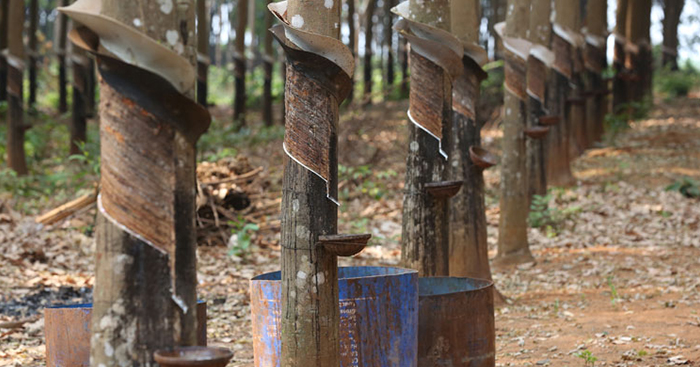 ការនាំចេញកៅស៊ូ ក្នុងខែមីនា ធ្លាក់ចុះ តែសរុប 1ត្រីមាសទី1 កើនឡើង 10%