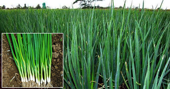 កសិករបង្ហាញវិធីដាំស្លឹកខ្ទឹមឱ្យទទួលបានដើមថ្លោស និងស្រស់ល្អ