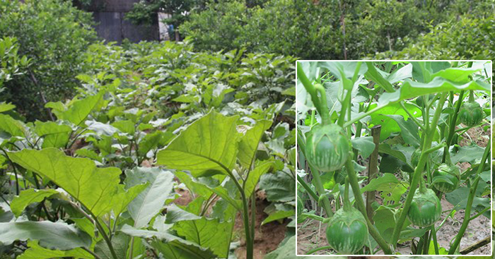 បើមានដីតូច មិនដឹងដាំអ្វី គួរសាកល្បងដំណាំត្រប់ស្រួយ ព្រោះងាយថែទាំ និងឆាប់បានផល