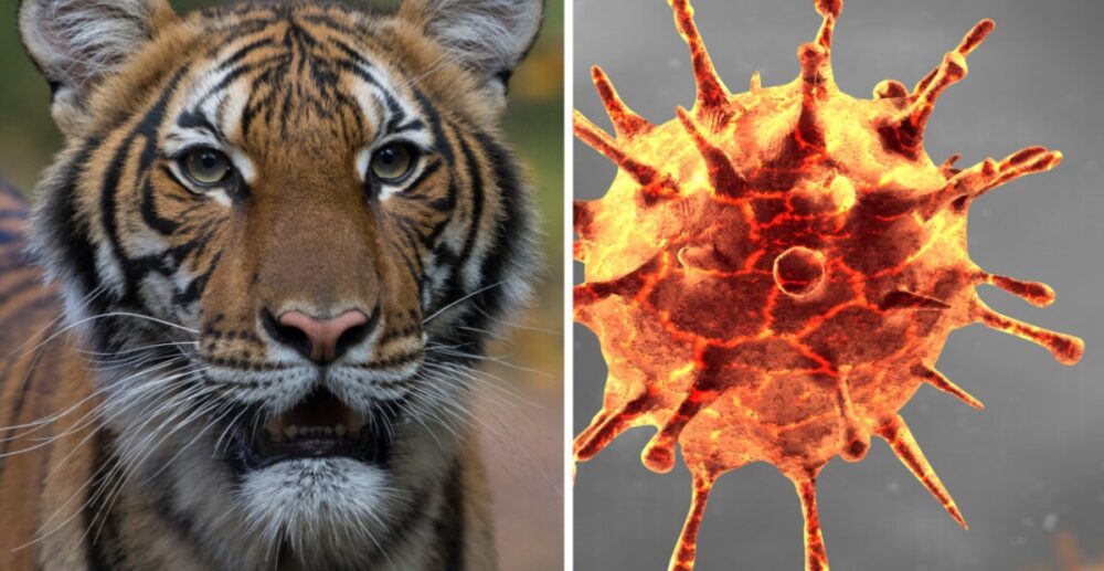 ខ្លានិងតោជាច្រើនក្បាល ដែលបានឆ្លងវីរុសCOVID-19 ក្នុងសួនសត្វនៅសហរដ្ឋអាមេរិក មានអាការធូរស្បើយជាងមុន