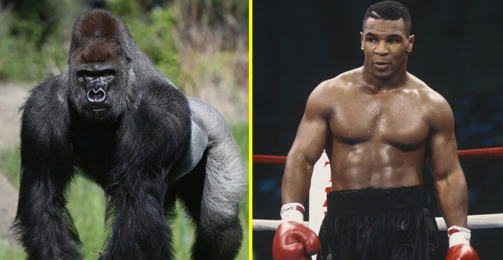 “ម៉ៃក៍ ថៃសាន់” រំឭករឿងចាស់ ធ្លាប់ចំណាយលុយ សុំវាយជាមួយ “ហ្គូរីឡា”