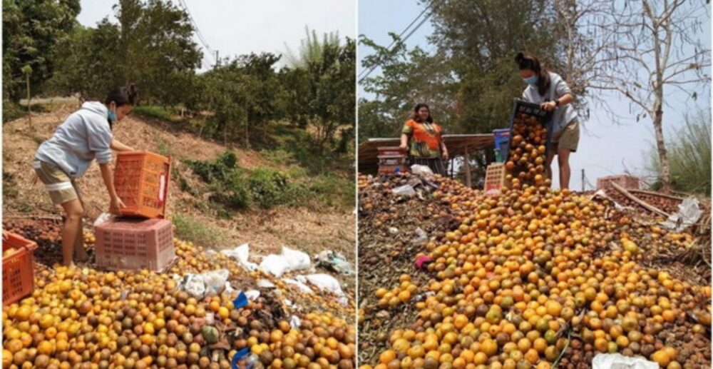 គ្រោះរាំងស្ងួត…កសិផលធ្លាក់ថ្លៃ…កូវីដ-19 វាយលុក…ផ្សារបិទ…អត់អ្នកទិញ កសិករថៃនាំគ្នាដឹកផ្លែក្រូចទៅចាក់ចោលទាំងតោនៗ