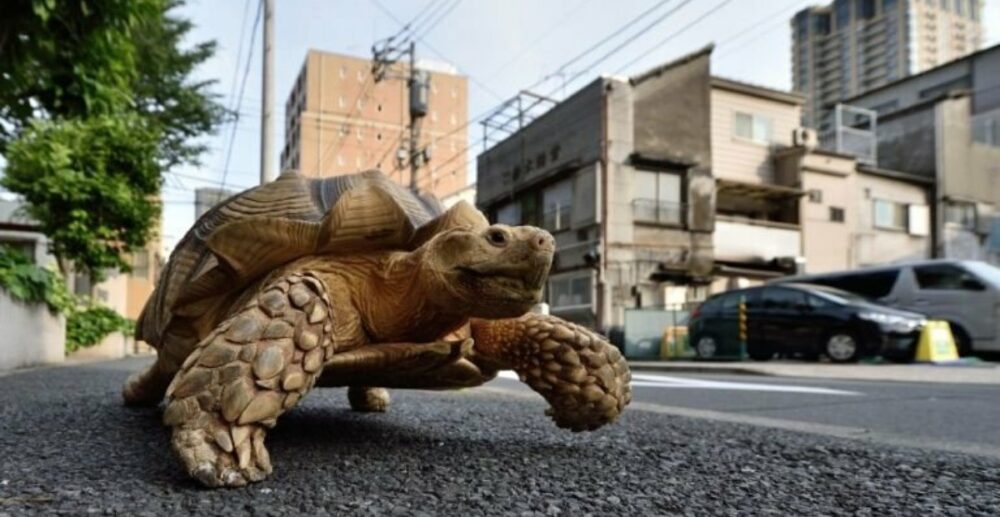 ត្រូវ​ពិន័យ​ជិត​450​ដុល្លារ​​ ព្រោះ​តែ​នាំ​អណ្ដើក​ដើរ​លេង​ មិន​ខ្វល់​ពី​បម្រាម​គោចរ