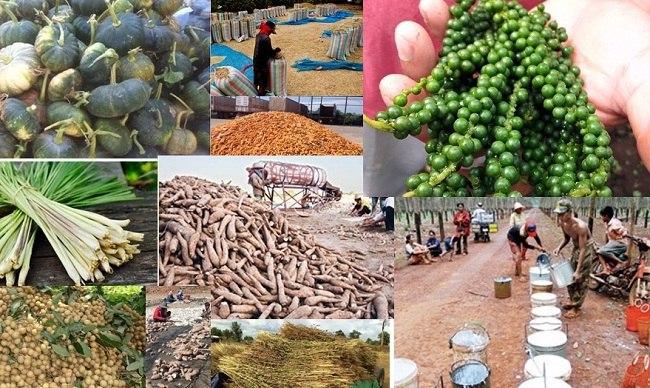 កម្ពុជា​នាំចេញ​ផលិតផល​កសិកម្ម​បាន​ជិត ៣លាន​តោន