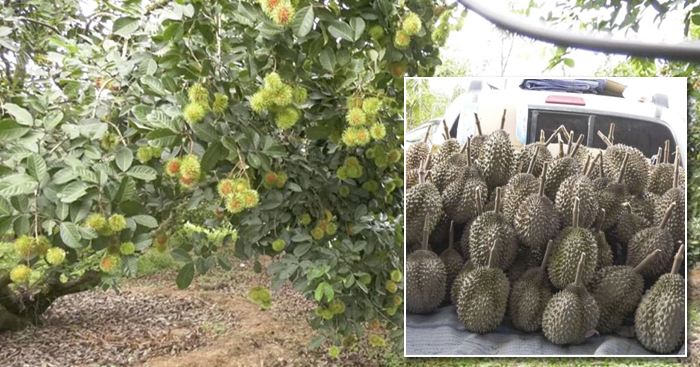 ទោះធុរេន និងផ្លែឈើខ្មែរធ្លាក់ថ្លៃបន្តិចតែកសិករនៅតែសប្បាយចិត្ត