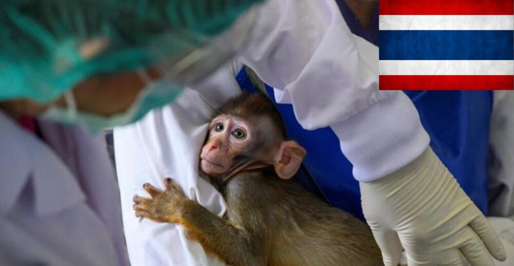 (វីដេអូ)-ថៃ​សាក​ល្បង​វ៉ាក់​សាំង​ប្រឆាំង​​ COVID-19 នៅ​លើ​ស្វា ខណៈ​វ៉ាក់​សាំង​សម្រាប់​សាក​ល្បង​លើ​មនុស្ស​ក៏កំពុង​…