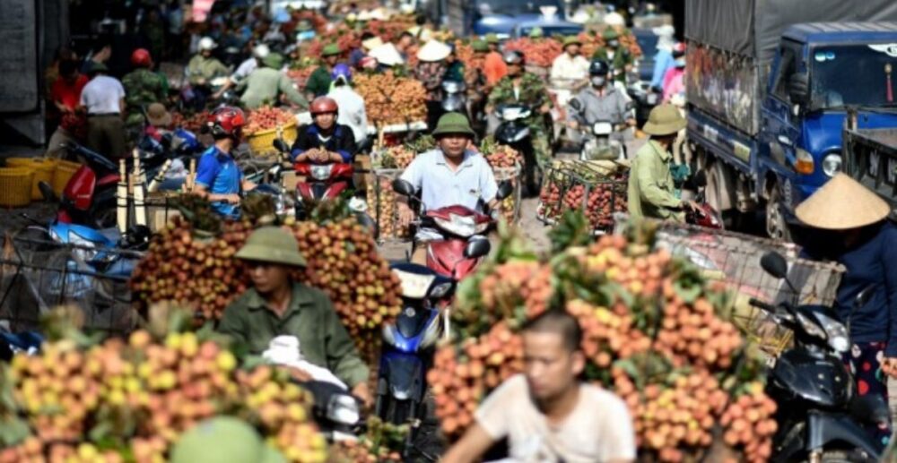 កសិករដាំគូលែនវៀតណាម កំពុងពិបាកចិត្ត កូវីដ-19ធ្វើឱ្យការនាំចេញផ្លែឈើលំបាក នៅសល់ហៀរទីផ្សារ និងធ្លាក់ថ្លៃ