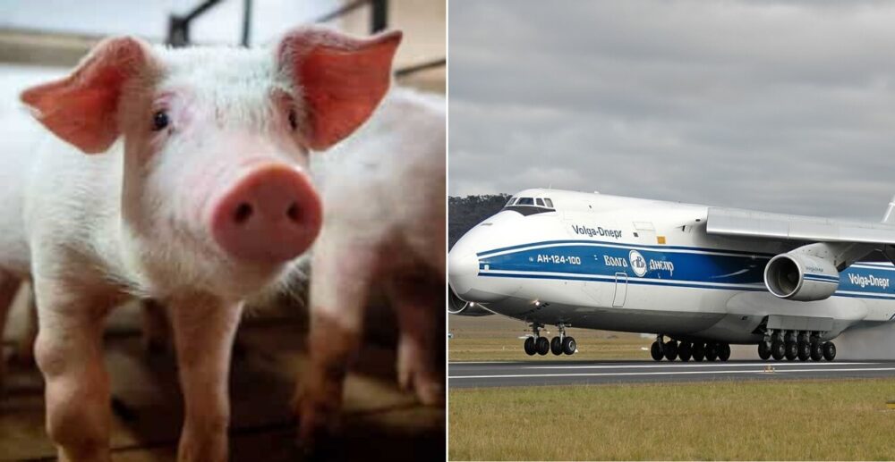 ក្រុម​ហ៊ុន​អាកាស​ចរណ៍​ រក​បាន​ចំណូល​ច្រើន​សន្ធឹក​ ដោយ​សារ​ដឹក​ជ្រូក​និង​ម៉ាស់ នៅ​​ក្នុង​វិបត្តិ​សុខ​ភាព