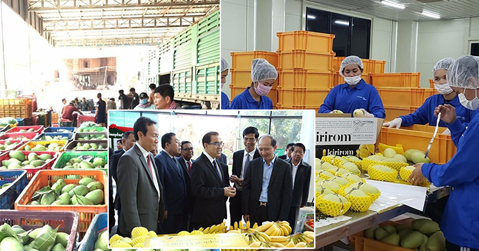 5ខែនេះ កម្ពុជានាំចេញម្រេច ដំឡូងមី ចេក ពោត ស្វាយ និងស្វាយចន្ទី បានជាង1លានតោន