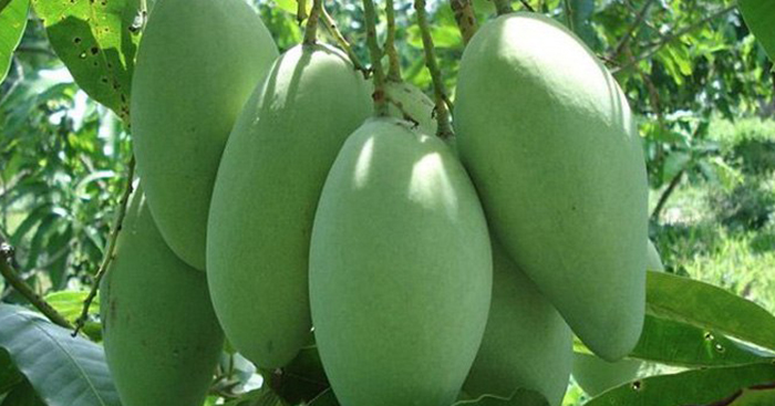 ស្វាយចាប់ផ្តើមមានពន្លឺឡើងវិញ ក្រោយចិនចុះហត្ថិលេខាទិញដោយផ្ទាល់ពីកម្ពុជា