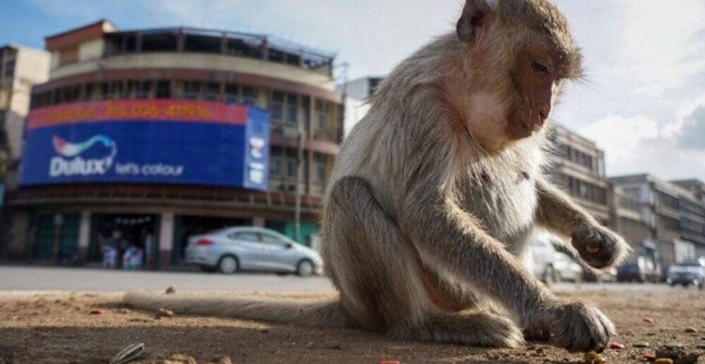 ប្រជាជនថៃកំពុង “ប្រយុទ្ធ” ដណ្ដើមទីក្រុងពី “កណ្ដាប់ដៃ” ហ្វូងសត្វស្វា