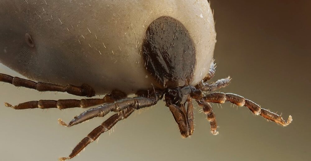 ជំងឺ​មួយ​ប្រភេទ​ដែល​មាន​រោគ​សញ្ញា​ស្រដៀង​​ COVID-19 កំពុង​ឆ្លងរាល​ដាល​នៅ​​ New York