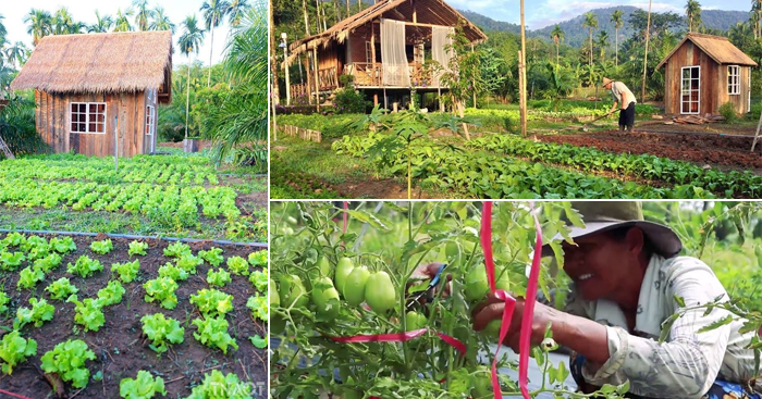 ចម្ការបន្លែគ្រួសារជុំវិញផ្ទះ