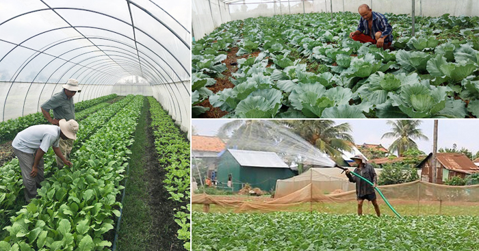 ចម្ការបន្លែគ្រួសារជុំវិញផ្ទះ (តពីលេខមុន)