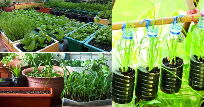 ចម្ការបន្លែគ្រួសារជុំវិញផ្ទះ (តពីលេខមុន)