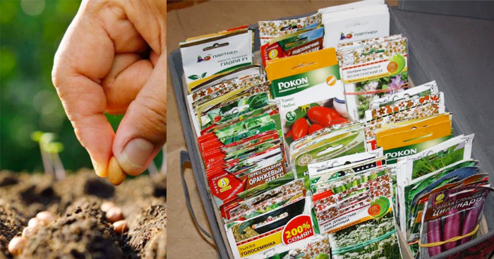 ចម្ការបន្លែគ្រួសារជុំវិញផ្ទះ (តពីលេខមុន)