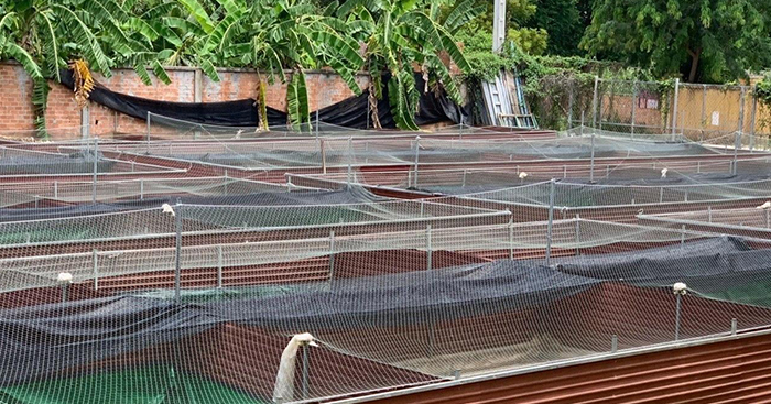 របរចិញ្ចឹមកង្កែបអាចចំណេញជាង 30លានរៀលក្នុងមួយឆ្នាំ