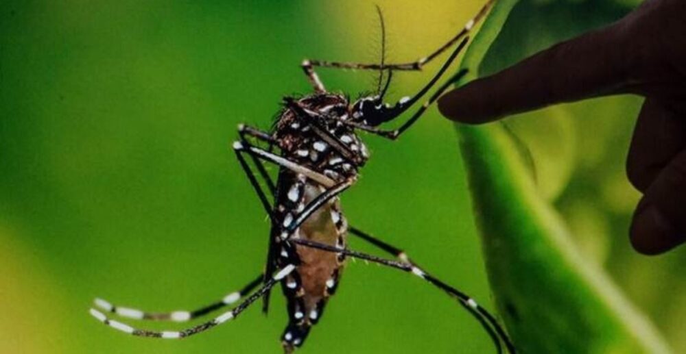 ស្រាយចម្ងល់៖ តើ “មូស-រុយ” អាចចម្លងវីរុស កូវីដ-19 បានឬទេ?