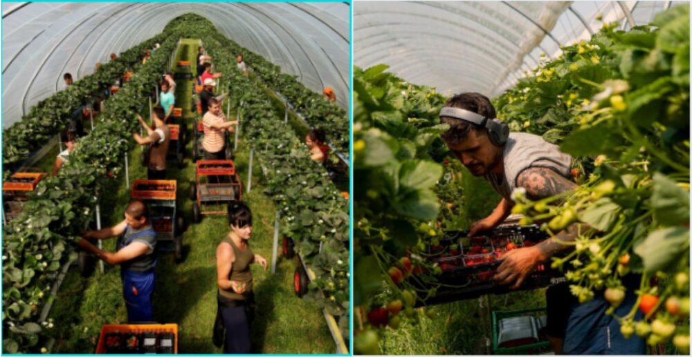 អ្នក​បាត់​បង់​ការ​ងារ​​នៅ​អង់គ្លេស​ នាំ​គ្នា​ទៅ​ស៊ី​ឈ្នួល​បេះ​ផ្លែ​ឈើ​ ដើម្បី​រក​ប្រាក់​ចិញ្ចឹម​ជីវិត