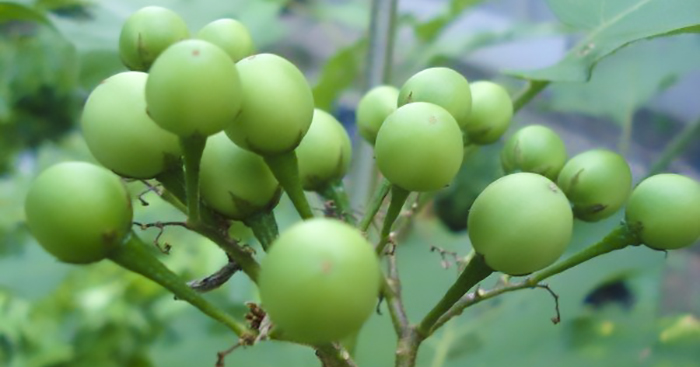 ជំងឺចង្រៃ 4 អាចព្យាបាលបានដោយ ផ្លែ “ត្រប់ពុតលំញង”