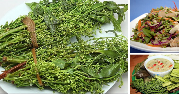 “ស្ដៅ” រសជាតិល្វីងដែលមានប្រយោជន៍ចំពោះរាងកាយ